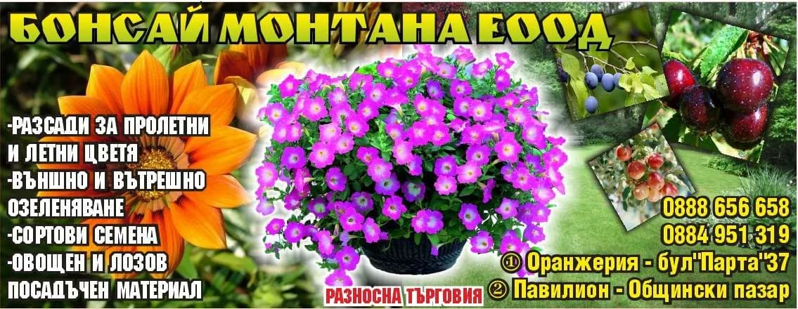 БОНСАЙ МОНТАНА - ПОКУПКО - ПРОДАЖБА НА ЕДРО И НА ДРЕБНО НА РАЗСАД, ЦВЕТЯ, СОРТОВИ СЕМЕНА, ТОРОВЕ И ПРЕПАРАТИ; ПРОИЗВО…